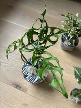 Pelin G. review photo