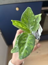 Pelin G. review photo