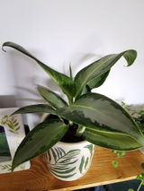 AGATA P. review photo