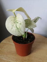 Charli T. review photo