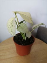 Charli T. review photo