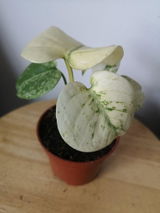 Charli T. review photo