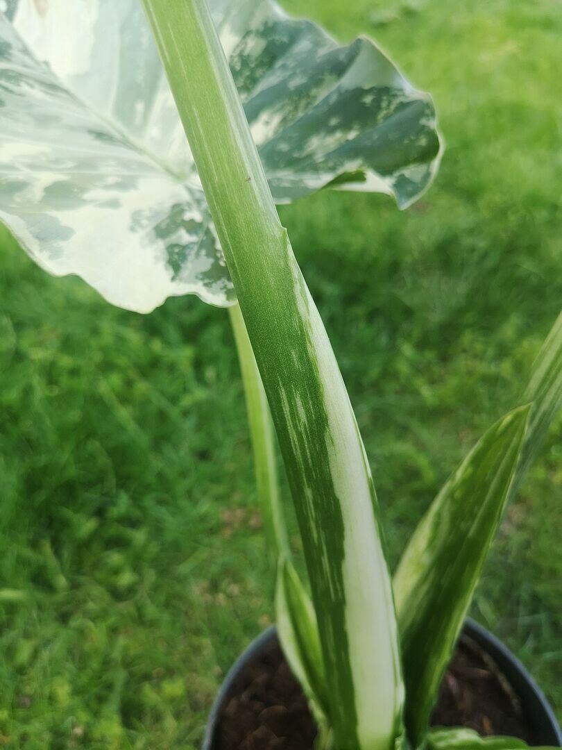 Alocasia gageana Albo | Grow Tropicals