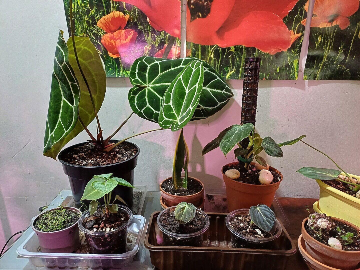 Jungle Mix - Premium Houseplant Potting Mix | Potting Soil