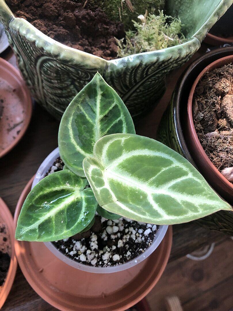 Anthurium Dorayaki | Grow Tropicals