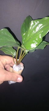 Lee T. review photo