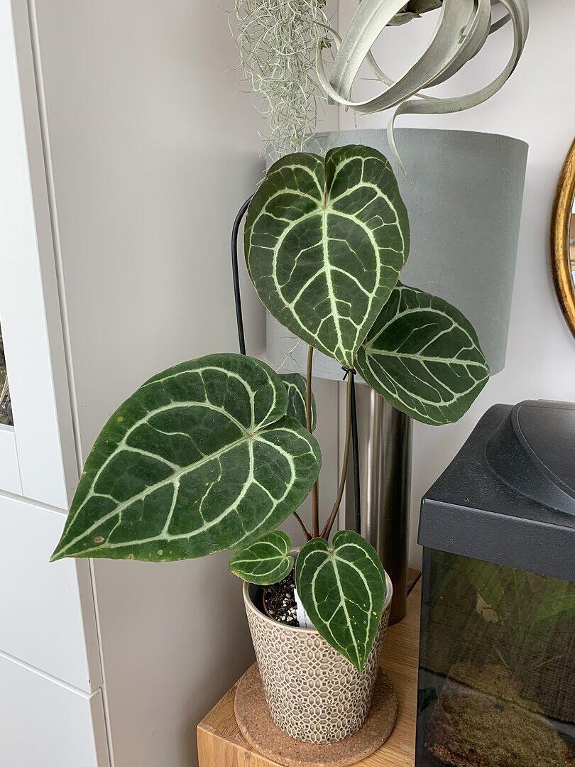 Anthurium crystallinum | GrowTropicals