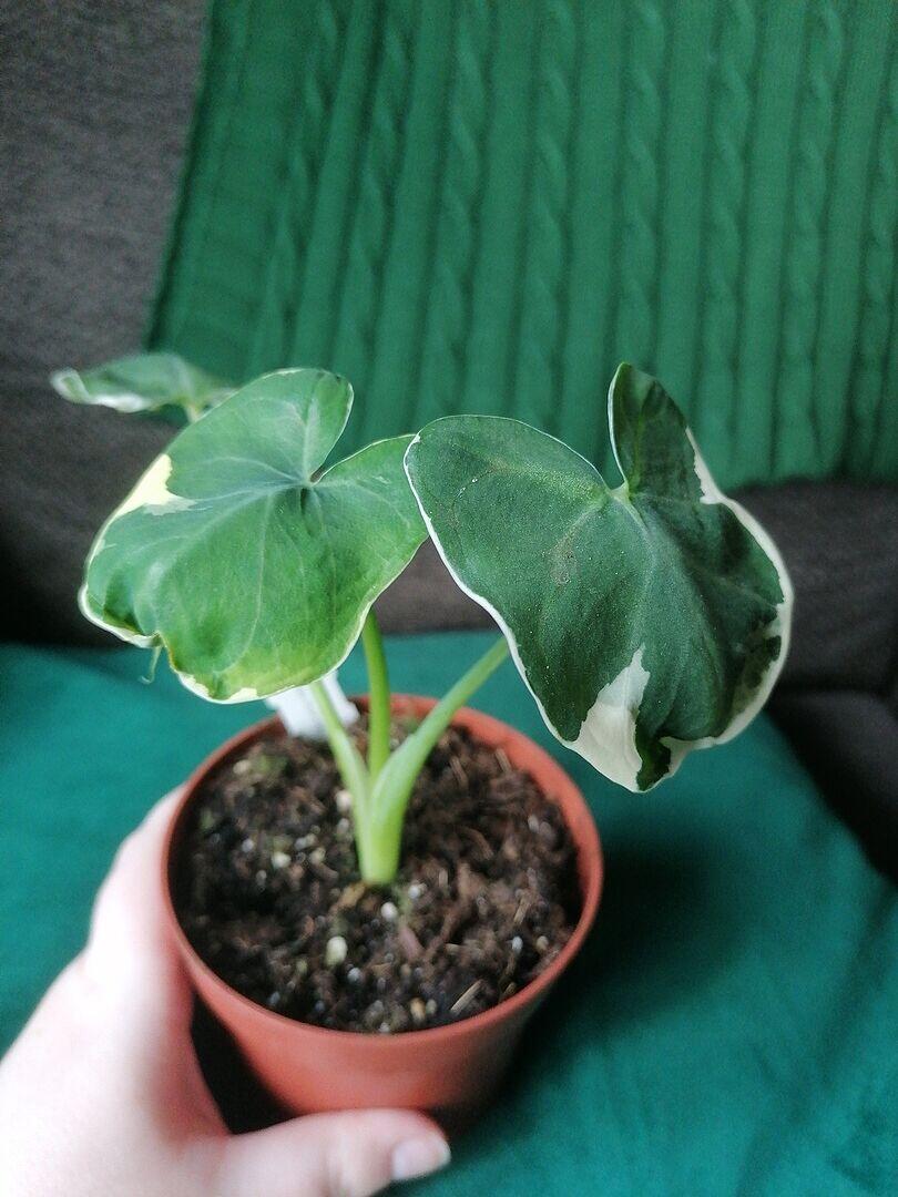 Xanthosoma Mickey Mouse | Grow Tropicals