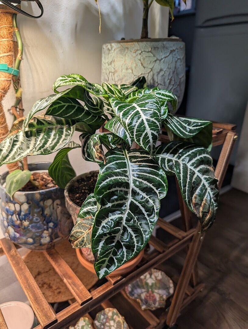Aphelandra Squarrosa Botanica | Grow Tropicals