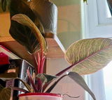 Miss D. review photo
