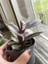 Nereida O. review photo