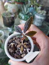 Miss l. review photo