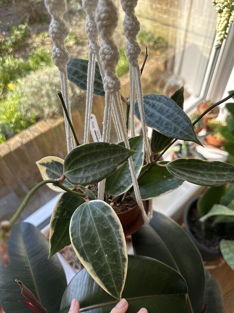 Hoya latifolia Albomarginata | Large-Leaf Variegated Hoya