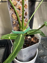 Michelle H. review photo