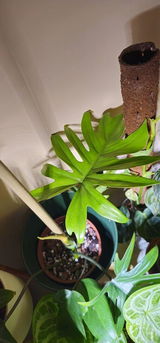 Aneta T. review photo
