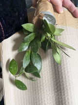 RP review photo