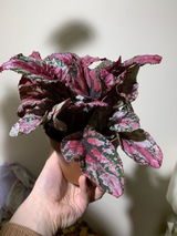 Zosh review photo