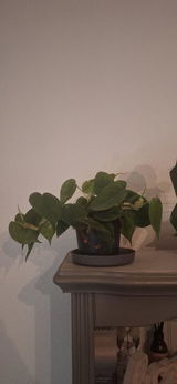 Richard C. review photo
