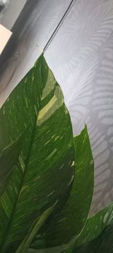 Lee T. review photo