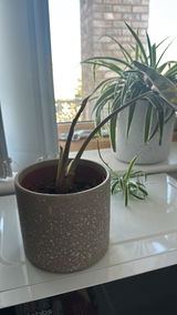 JoyC review photo