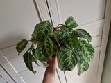 Amer review photo
