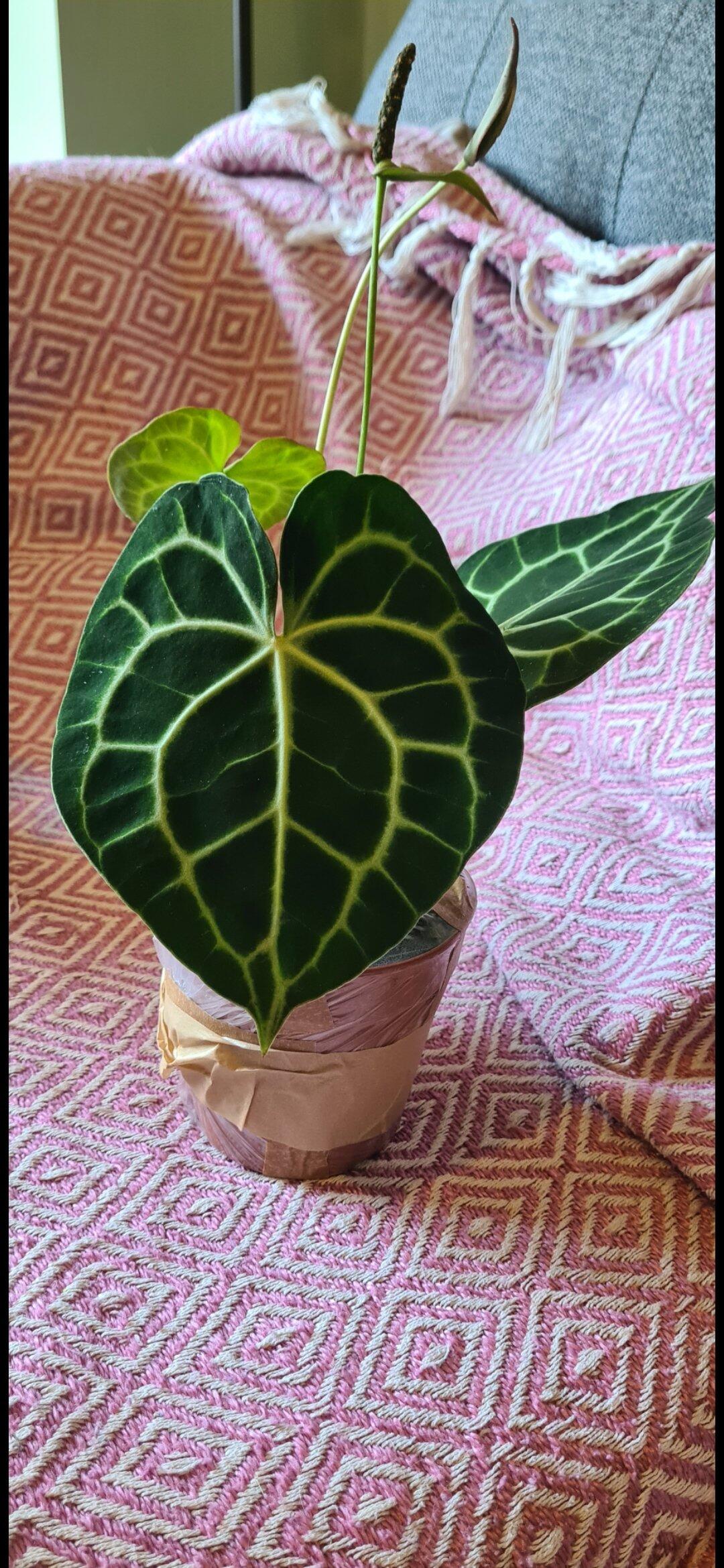Anthurium Clarinervium | Grow Tropicals