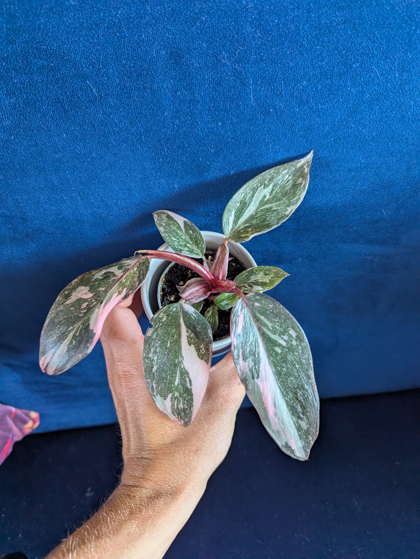 Philodendron Pink Princess | Grow Tropicals
