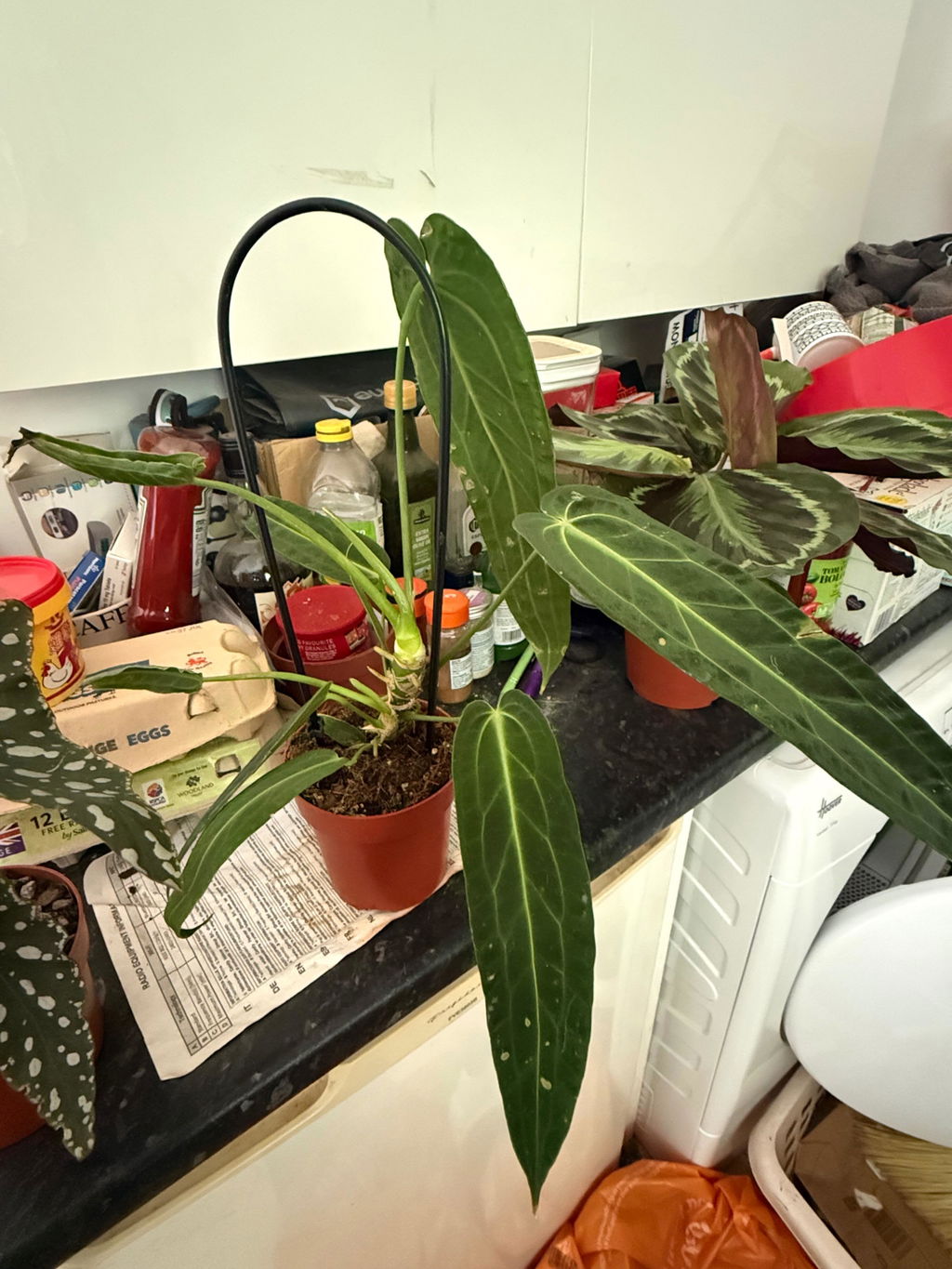 Anthurium warocqueanum | Plants | GrowTropicals.com