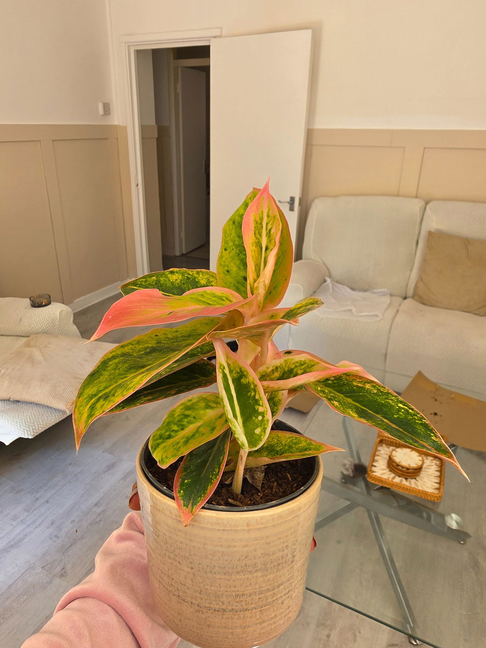 Aglaonema 'Salmon Fantasy' | Pink Chinese Evergreen | GrowTropicals