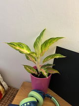 Patsy review photo