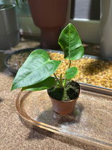 Vik F review photo