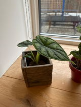 Lisa review photo