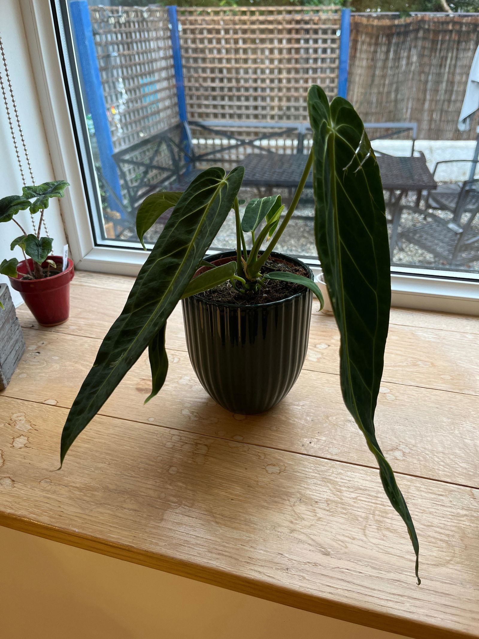 Anthurium warocqueanum | Grow Tropicals