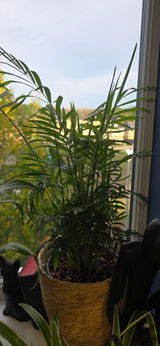 Samantha review photo