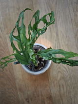 Alina Jules review photo