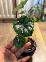 Camhille review photo