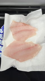 Yellowedge Grouper