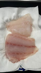 Snowy Grouper