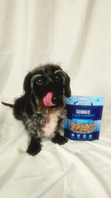 Wirehaired.Winston review photo