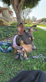 @nutellatheparaplegic review photo