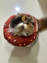 Nina review photo