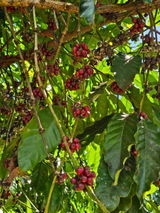 Juan Reyes review photo