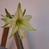 Sal Favre review photo