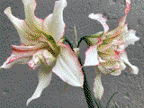 AngieD review photo