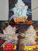 Kai Kuckuck review photo