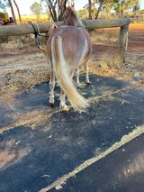 Ronelle Tyson Monklands Welsh Mountain Ponies review photo