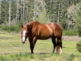 Jessie Farrar review photo
