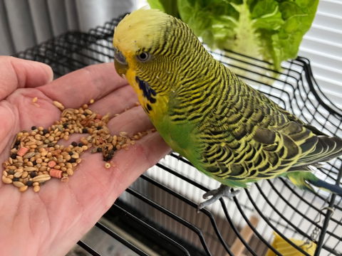 BRAVO! Budgie Seed™