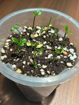 McCorquodaleHolly review photo