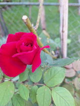 Raza C. review photo